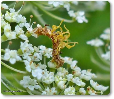 Camouflaged looper (<em>Synchlora aerata</em>),  #7058