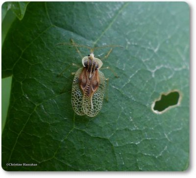 Lace bugs, basswood (<em>Gargaphia tiliae</em>)