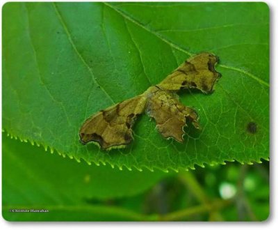 Brown scoopwing (Calledapteryx dryopterata)  #7653