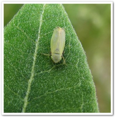 Leafhopper (Diplocolenus sp.)?
