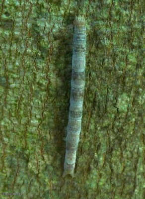Maple looper caterpillar (<em>Parallelia bistriaris</em>)  #8727