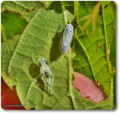 Leafhopper (Neokolla)