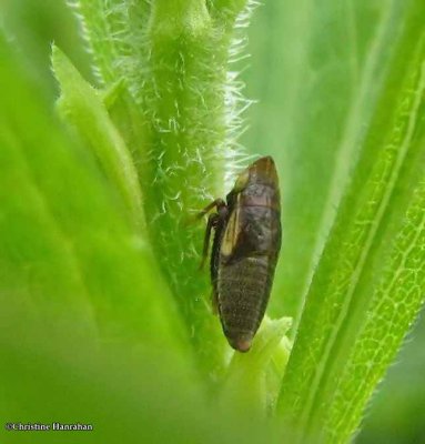 Leafhopper nymph (Aphrodes)