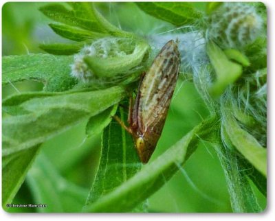 Leafhopper (Aphrodes)