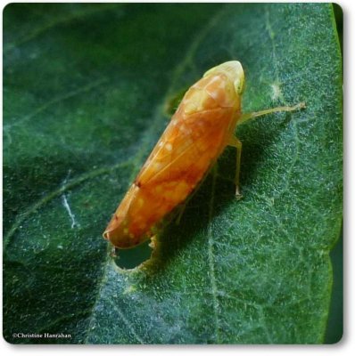 Leafhopper (Fitchana vitellina)