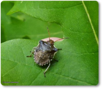 Stinkbug nymph (<em>Euschistus</em>)