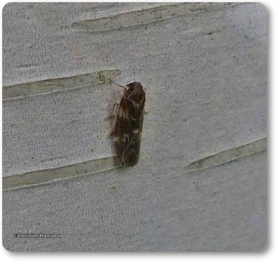 Planthopper (<em>Synecdoche dimidiata</em>)