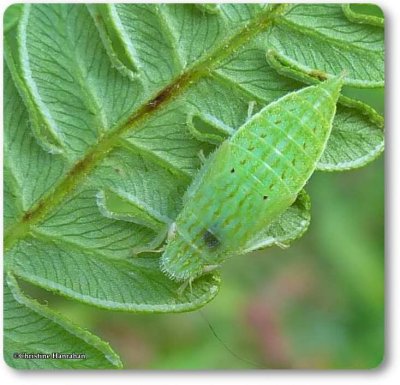 Leafhopper nymph (Gyponana sp.)