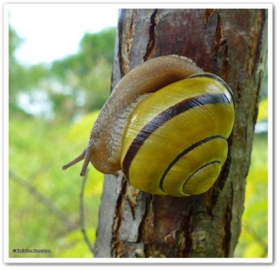Snail  (<em>Cepaea nemoralis</em>)