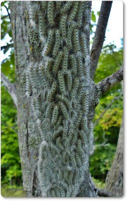 Hickory tussock caterpillars (<em>Lophocampa caryae</em>), #8211