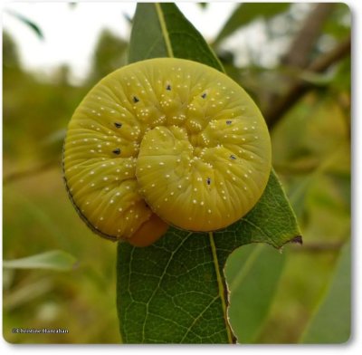 Sawflies of the Reveler Conservation Area