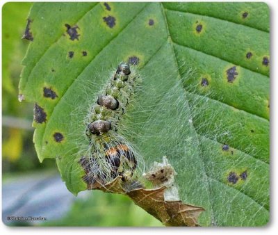 Ochre dagger moth caterpillar (Acronicta morula), #9236