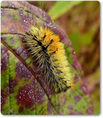 Impressive Dagger Moth caterpillar  (Acronicta impressa), #9261