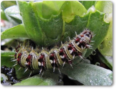 American lady caterpillar (<em>Vanessa virginiensis</em>)