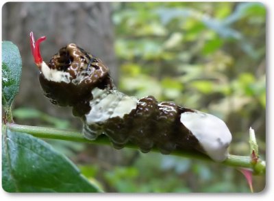 Giant Swallowtail butterfly larva (<em>Papilio cresphontes</em>)