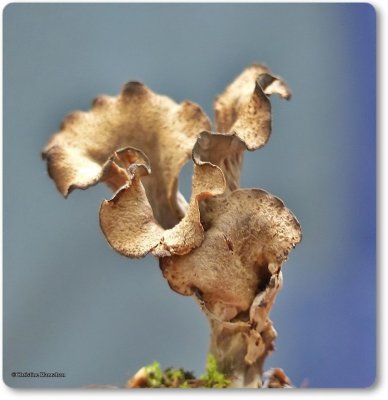 Horn of Plenty (<em>Craterellus fallax</em>)