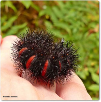 Tiger and Lichen Moths (Family: Erebidae; Subfamily: Arctiinae) 8090 - 8262