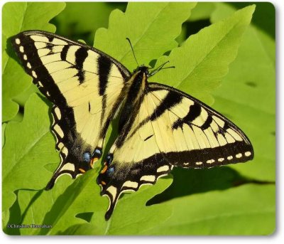 Canadian tiger swallowtail  (<em>Papilio canadensis</em>)