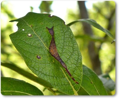 Perfect camouflage: Furcula moth caterpillar