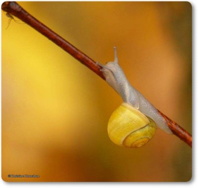 Gastropods