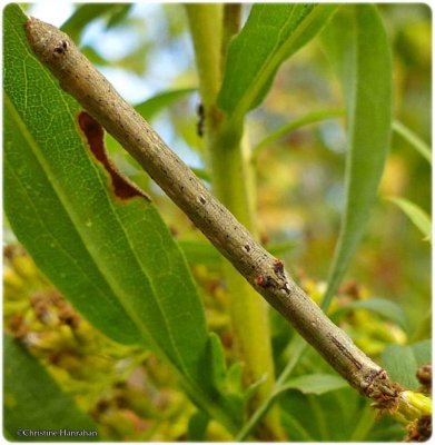 Common gray moth caterpillar (Anavitrinella pampinaria), #6590