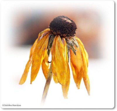 Winter Rudbeckia