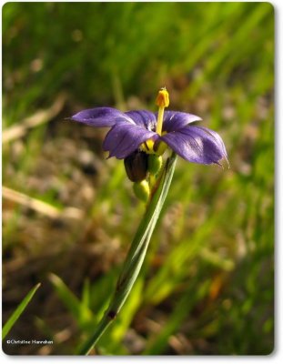 Blue-eyed grass (<em>Sisyrinchium</em>)