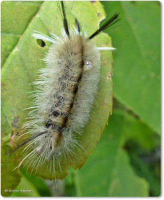 Banded tussock moth caterpillar (Halysidota tessellaris), #8203
