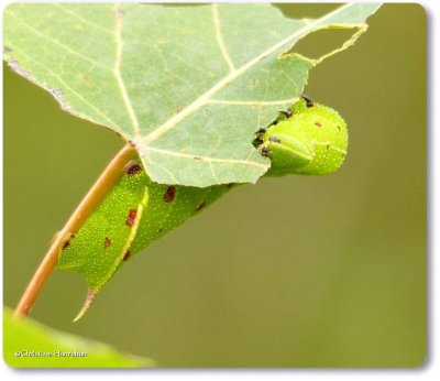 Blinded sphinx caterpillar (Paonias excaecathus), #7824