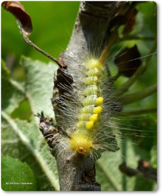 Definite tussock caterpillar (Orgyia definita), #8314