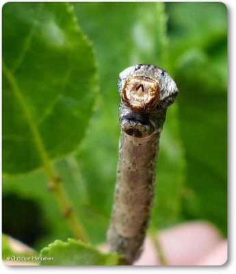 Small engrailed  moth caterpillar (Ectropis crepuscularia) #6597