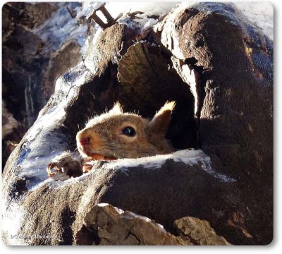 Grey squirrel