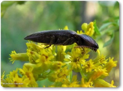 Click beetle (Melanotus sp.)