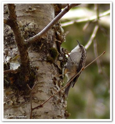 Brown creeper