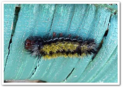 Virginia ctenucha moth caterpillar (Ctenucha virginica), #8262