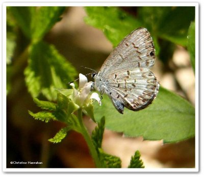 Northern spring azure butterfly  (<em>Celastrina lucia</em>)