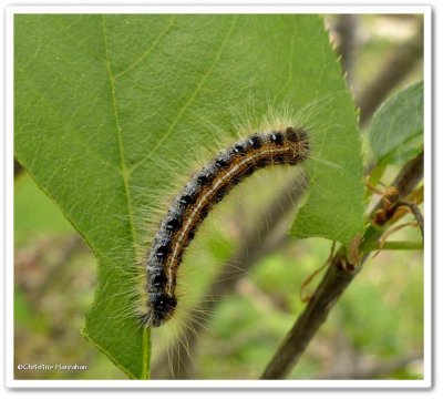 Eastern tent caterpillar (Malacosoma americana), #7701