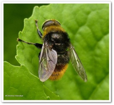 Hover fly (<em>Merodon equestris</em>), bumblebee mimic