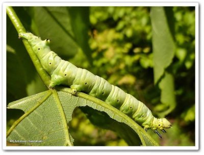 Caterpillar on Basswood, possibly Catocala cerogama,  #8802