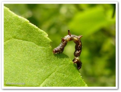 Looper caterpillar (Nematocampa resistaria), #7010