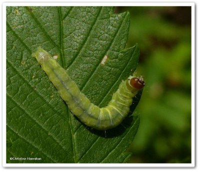 Leafroller (Tortricid) moth caterpillar?