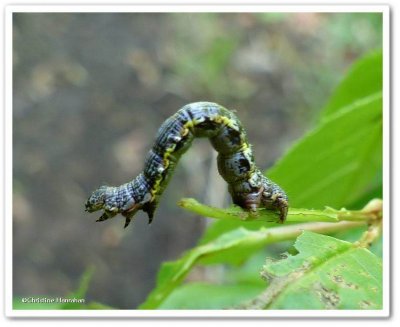 Looper caterpillar
