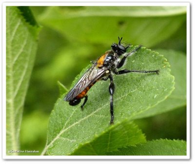 Robber fly, possibly Laphria sericea