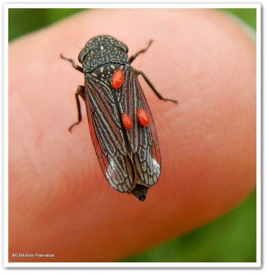 Leafhopper (Cuerna striata)