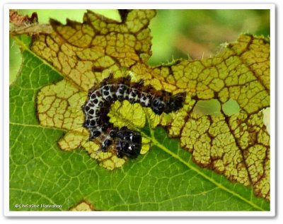 Interrupted dagger moth caterpillar (Acronicta interrupta), #9237