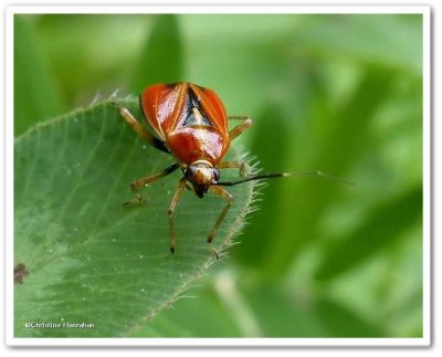Red plant bug  (<em>Metriorrhynchomiris dislocatus</em>)