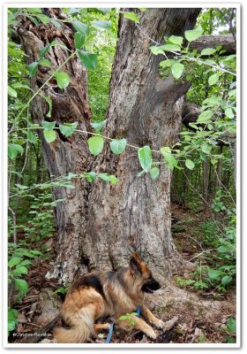 Sasha and the big tree