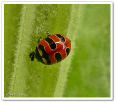 Three-banded ladybeetle (<em>Coccinella trifasciata</em>)