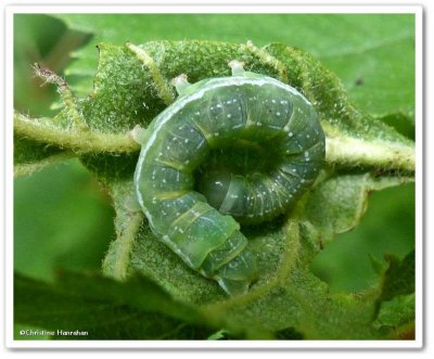Ashen pinion moth caterpillar (Lithophane antennata), #9910