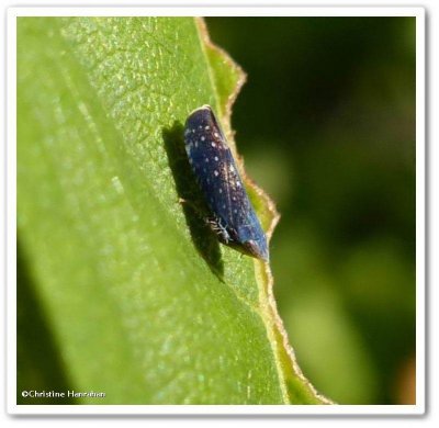 Leafhopper, Yellow-faced (Scaphytopius frontalis)